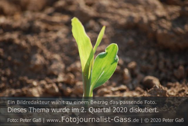 Vegetationsperiode begann bereits Mitte März 2020. Foto: Peter Gaß