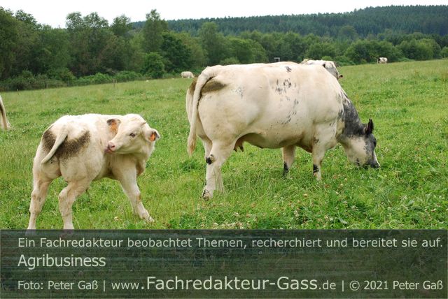 Agribusiness: Tierarzt Dr. Bernhard Lingemann erklärt Klauenerkrankungen in der Rinderhaltnung. Foto: Peter Gaß. Ein Motiv aus dem Fotoalbum „Agrarwende“, 1. Auflage 2021